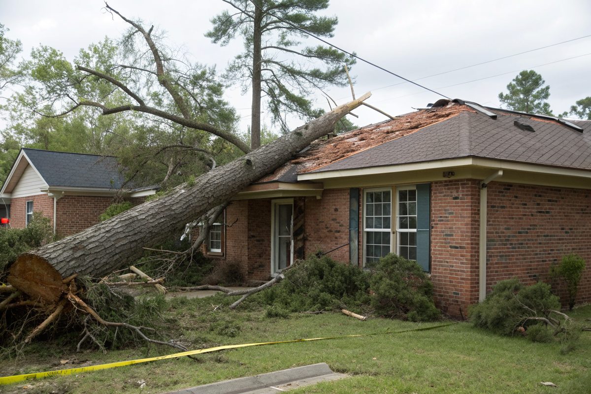 A snapped pine across a brick house roof after a storm